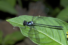 Teinopodagrion