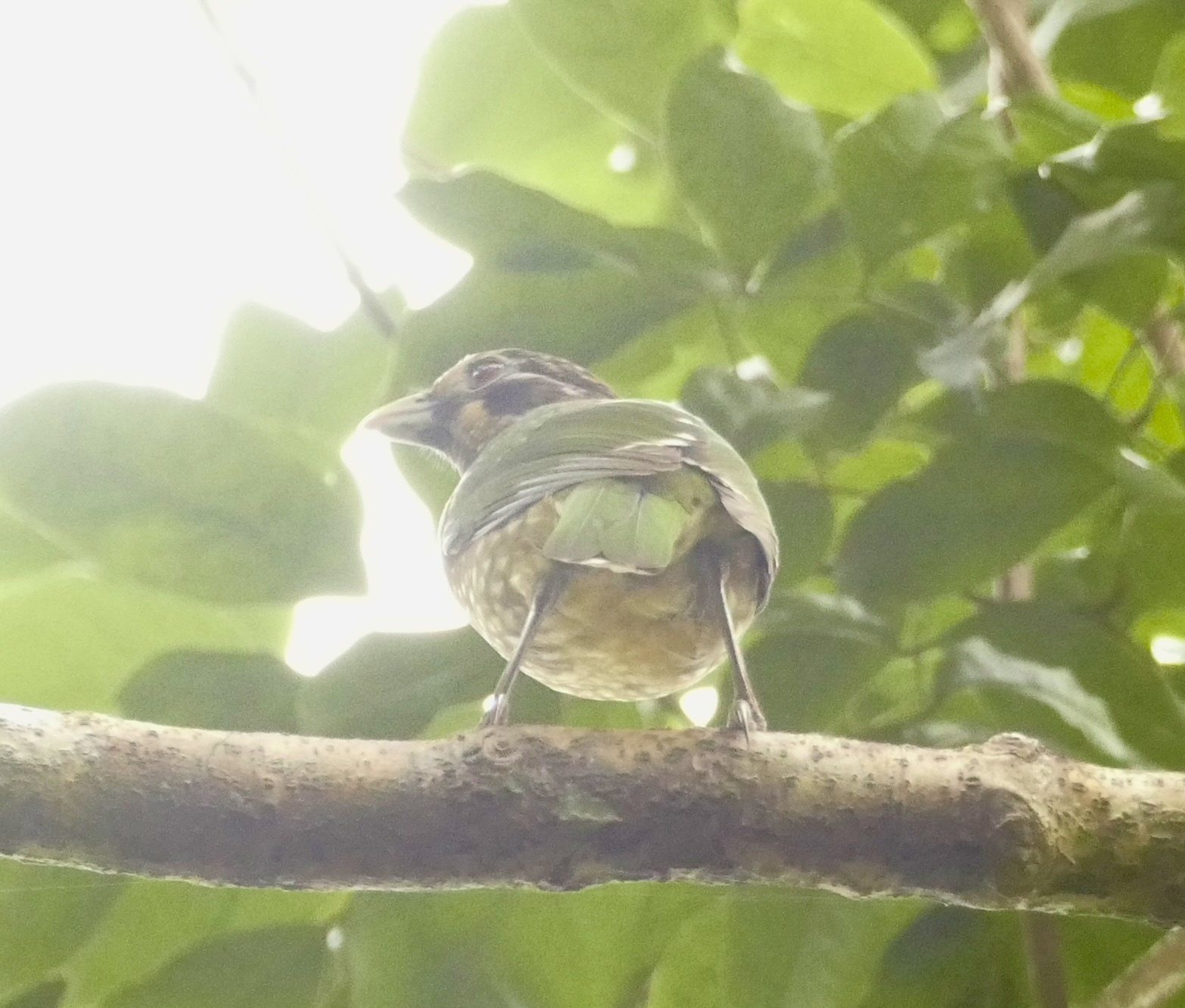 Spotted Catbird (Ailuroedus maculosus), photo 10