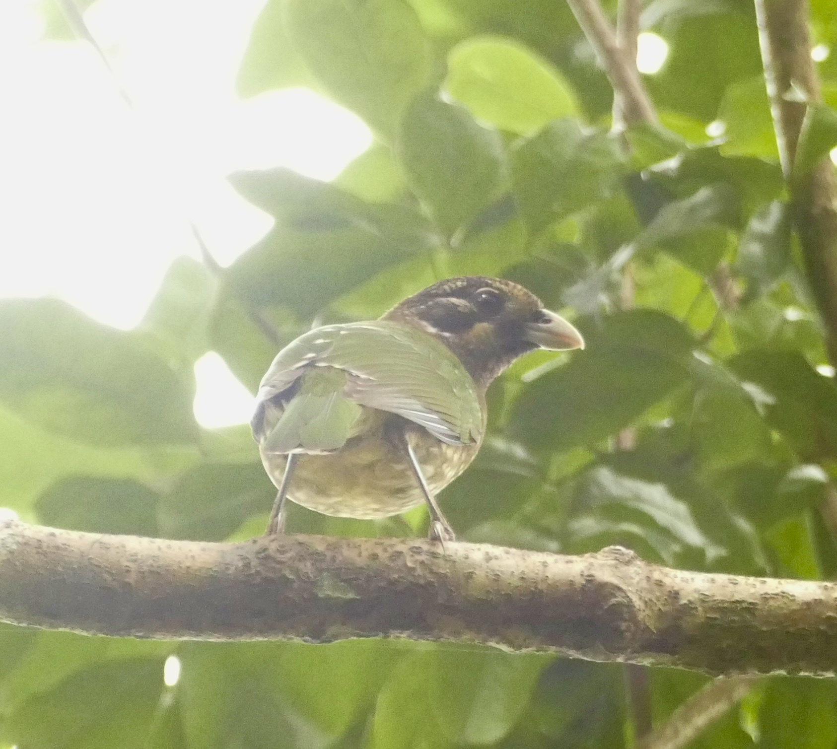 Spotted Catbird (Ailuroedus maculosus), photo 9