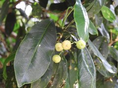 Acronychia pedunculata