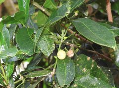 Acronychia pedunculata