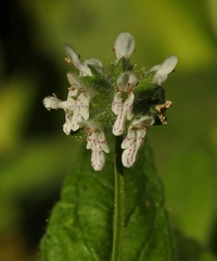 Stachys pycnantha