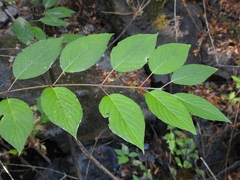 Cornus sericea occidentalis
