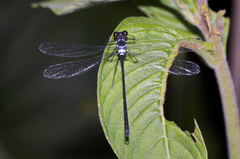 Teinopodagrion