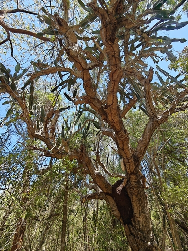 aguacate cimarrón