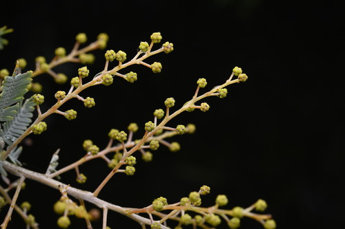 Acacia baileyana
