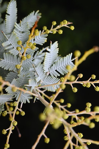Acacia baileyana