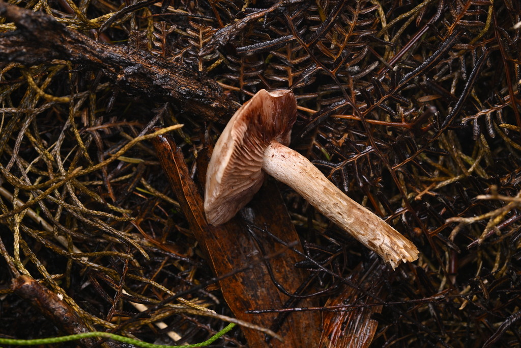 Hebeloma aminophilum · June 2025 · photo: © invertebratist (iNaturalist, cc-by-nc)