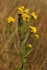 Euthamia occidentalis - Photo (c) David Greenberger, alguns direitos reservados (CC BY-NC-ND), uploaded by David Greenberger