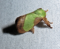 Parasa chloris
