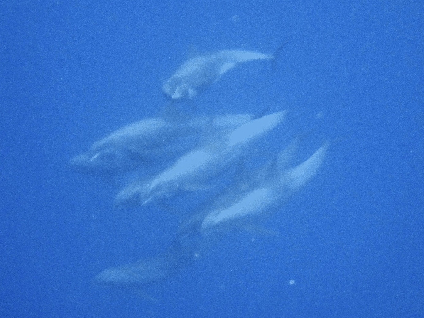 Peponocephala electra
