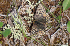 Boloria alaskensis