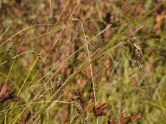 Carex cusickii