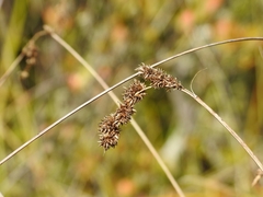 Carex cusickii