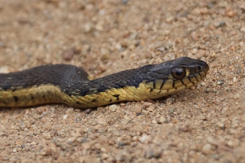 Two-striped Garter Snake