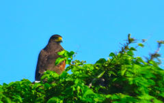 Parabuteo unicinctus