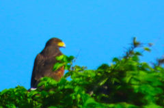 Parabuteo unicinctus
