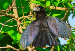 Crotophaga sulcirostris