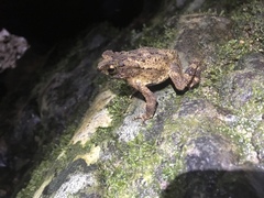 Ingerophrynus divergens