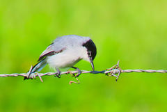 Polioptila albiloris