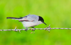 Polioptila albiloris