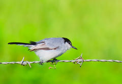 Polioptila albiloris