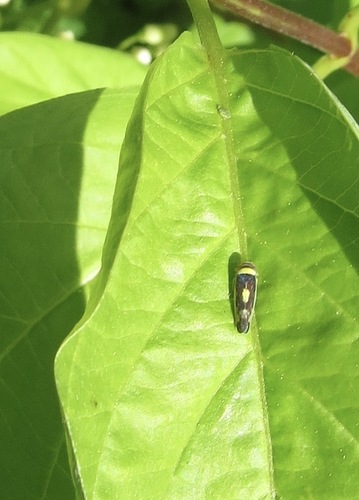 Mountain Leafhopper photo 3