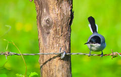 Polioptila albiloris