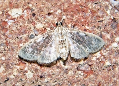 Palpita arsaltealis