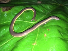 Ichthyophis