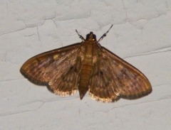 Psara obscuralis