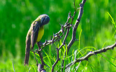 Tyrannus melancholicus