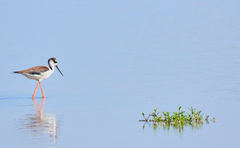 Himantopus mexicanus