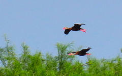 Dendrocygna autumnalis