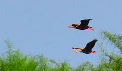 Dendrocygna autumnalis