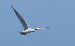Gelochelidon nilotica