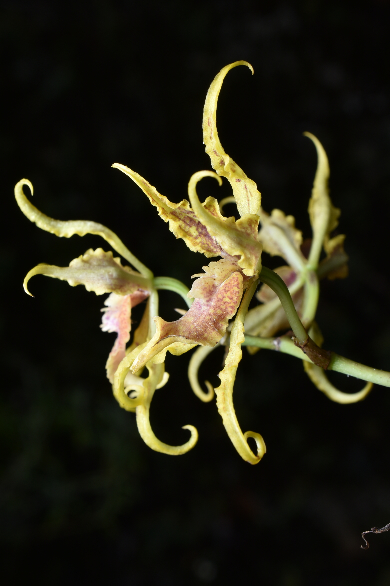 Cyrtochilum loesenerianum (Schltr.) Dalström 3