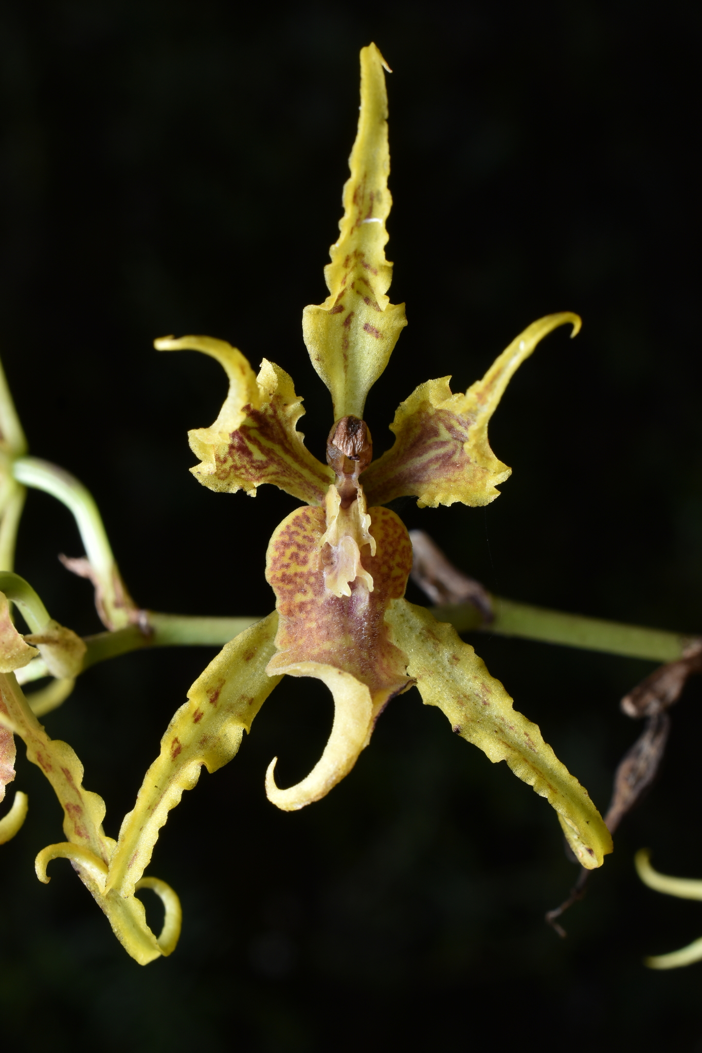 Cyrtochilum loesenerianum (Schltr.) Dalström