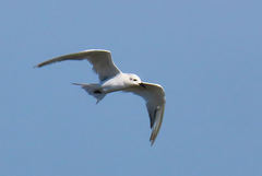 Gelochelidon nilotica