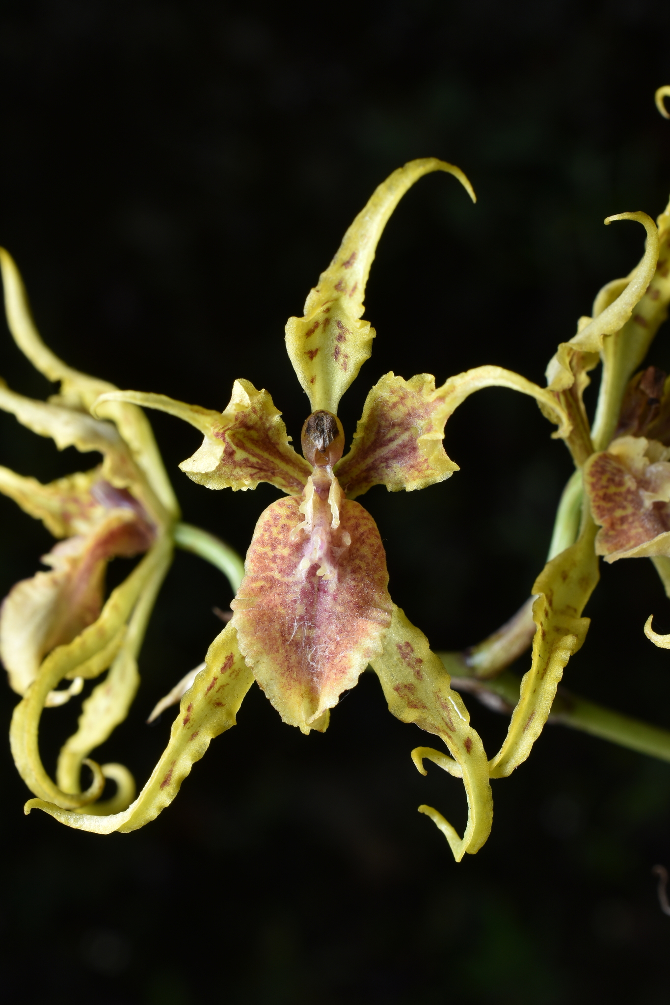 Cyrtochilum loesenerianum (Schltr.) Dalström 2
