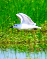 Gelochelidon nilotica
