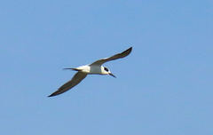 Sterna forsteri