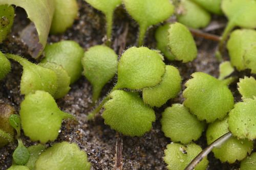 Leptinella rotundata