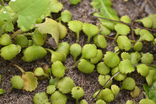 Leptinella rotundata, photograph 1