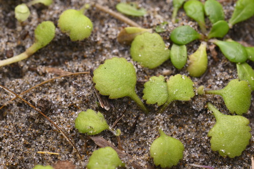 Leptinella rotundata, photograph 2