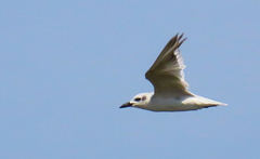 Gelochelidon nilotica