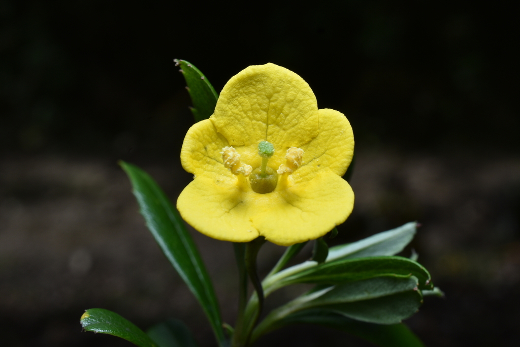Columellia oblonga; photograph (c) Jhon A. Yuca-Palomino, some rights reserved (CC BY)