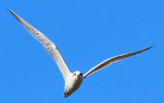 Gelochelidon nilotica