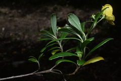 Columellia oblonga, photograph (c) Jhon A. Yuca-Palomino, some rights reserved (CC BY)