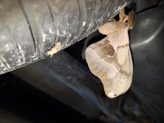 Antheraea polyphemus